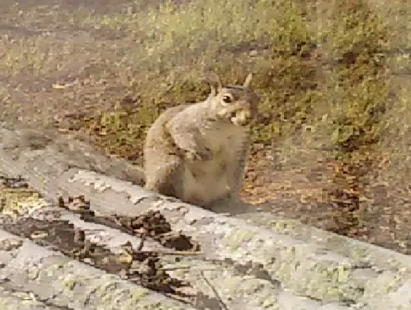 ALCO Animal & Pest Control Picture 10