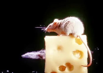 ALCO Animal & Pest Control Picture 1