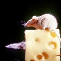 ALCO Animal & Pest Control ico