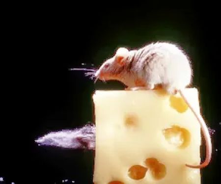 ALCO Animal & Pest Control
