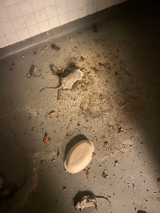 Lodi Exterminator At Last Pest Control Picture 10