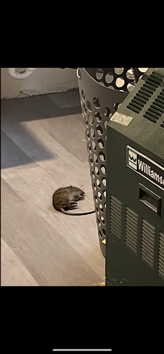 Lodi Exterminator At Last Pest Control Picture 2