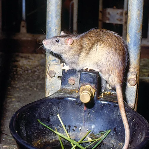 Viking Pest Control Picture 6