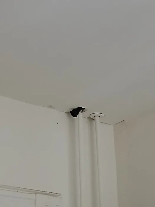 Infestation Protection Pest Control Picture 7