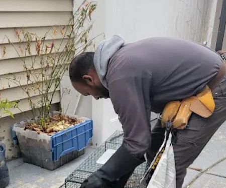 Infestation Protection Pest Control