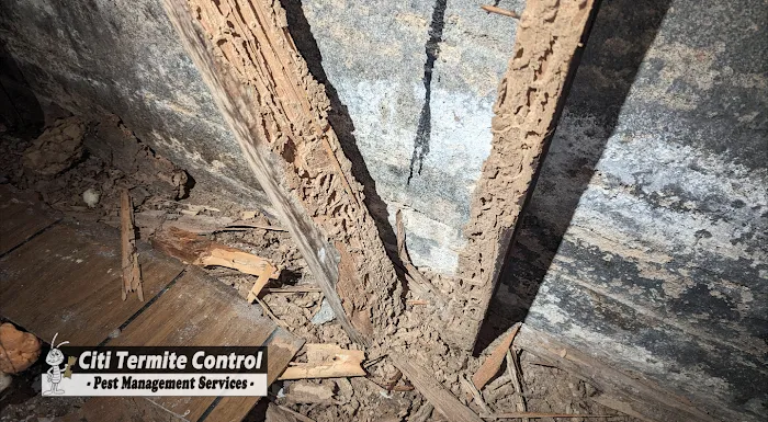 Citi Termite Control Inc Picture 10