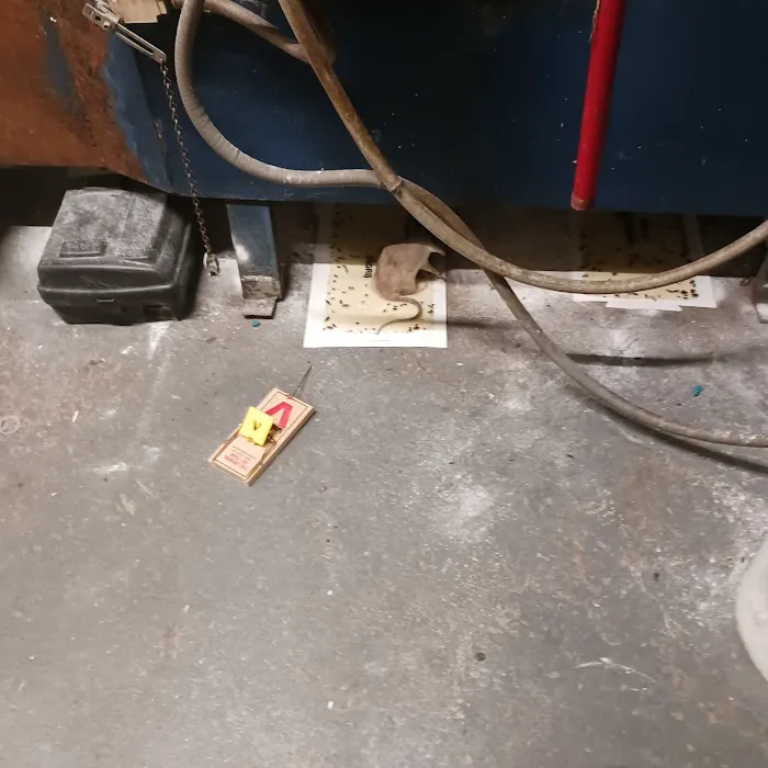 Dreams Pest Control Picture 9