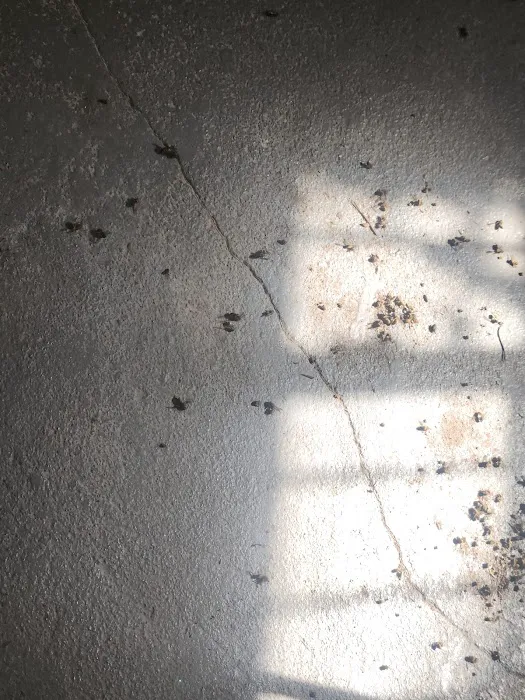 Advance Pest Solutions Inc. Picture 7