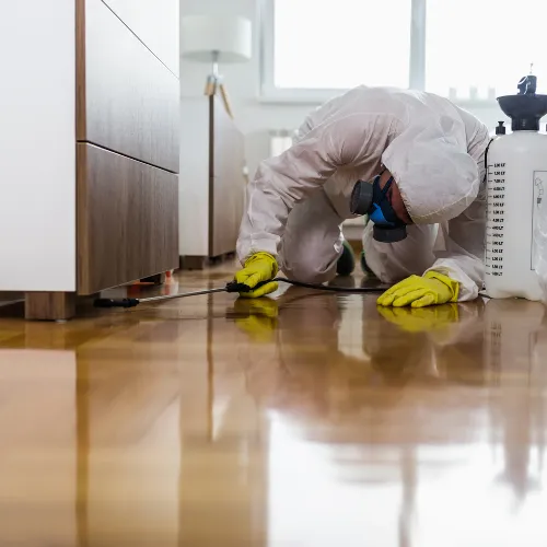 Advance Pest Solutions Inc. Picture 8