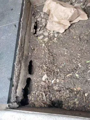 Pride Pest Control Picture 4