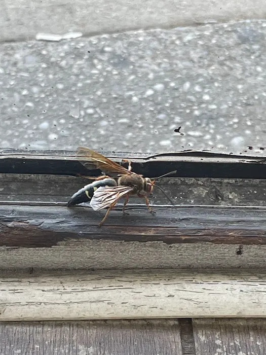 Pride Pest Control Picture 9