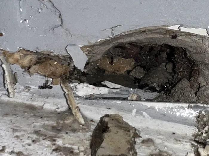 Pride Pest Control Picture 2