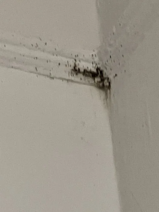 Pride Pest Control Picture 1