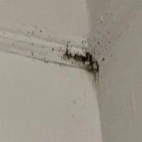 Pride Pest Control ico