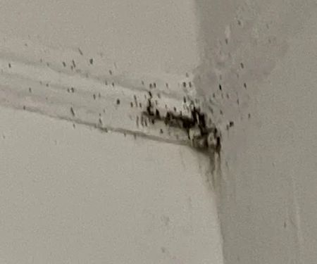 Pride Pest Control