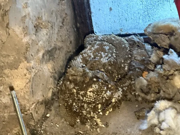 Stars exterminator inc Picture 10