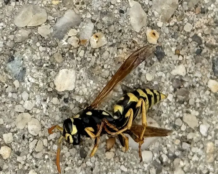 Stars exterminator inc Picture 1