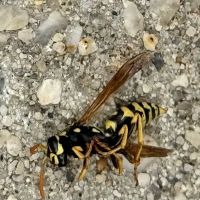 Stars exterminator inc ico