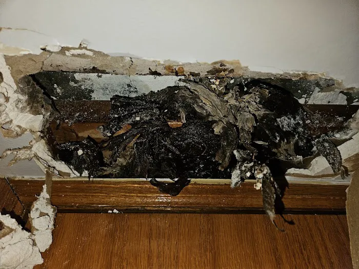 Stars exterminator inc Picture 7