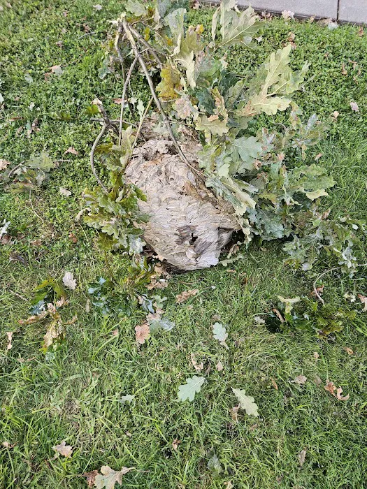 Stars exterminator inc Picture 8