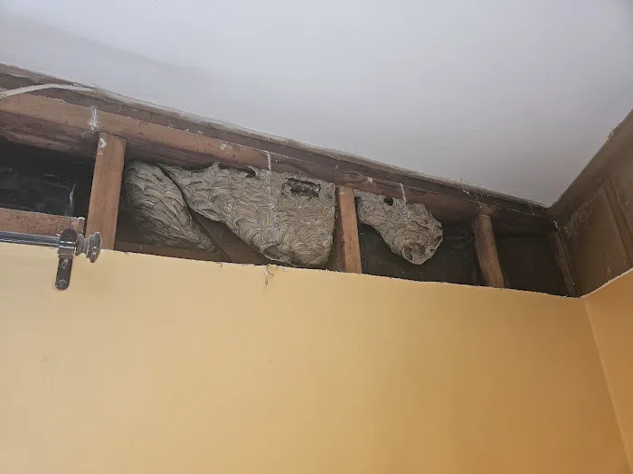 Stars exterminator inc Picture 4