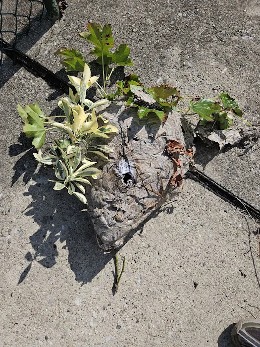 Stars exterminator inc Picture 5