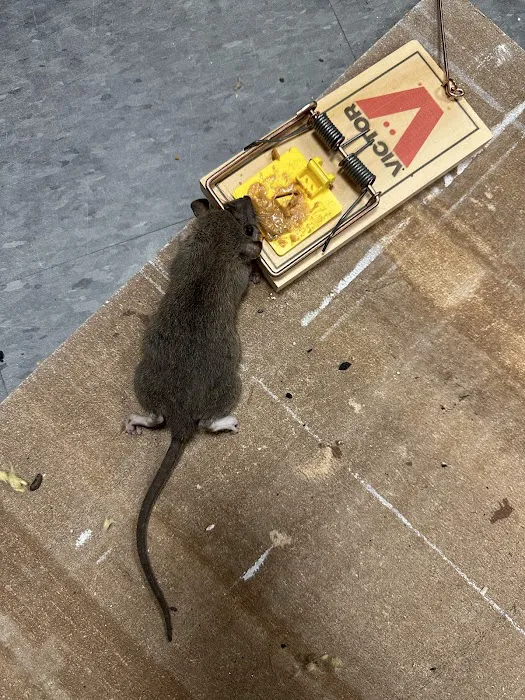 Pests Be Gone Pest Control Picture 3