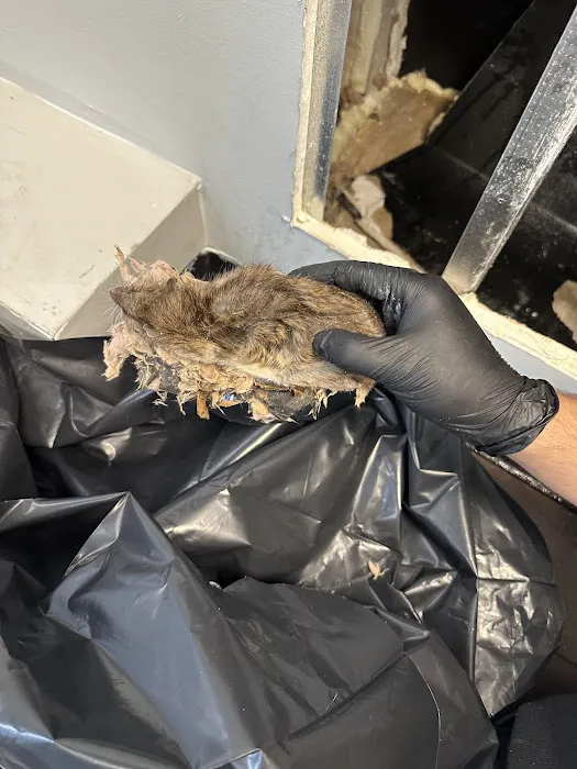 Pests Be Gone Pest Control Picture 4