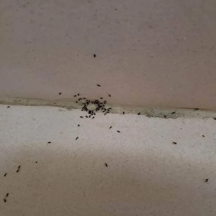 Pests Be Gone Pest Control Picture 9