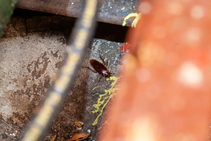 Hi-Level Pest Services Picture 5