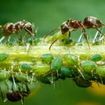 Total Care Pest Control