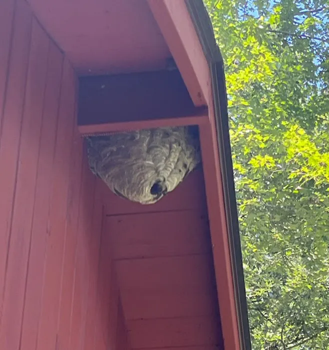 Secure Pest Services Picture 3