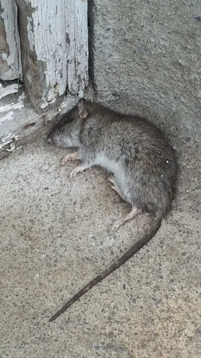 Secure Pest Services Picture 1