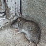 Secure Pest Services