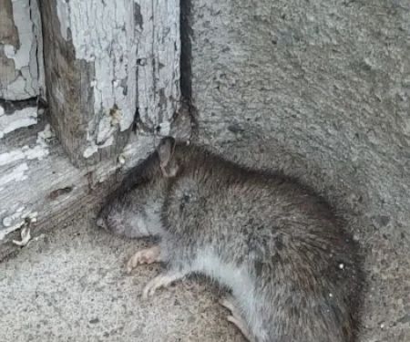 Secure Pest Services
