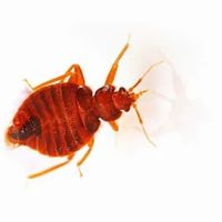 Superb Pest Control ico
