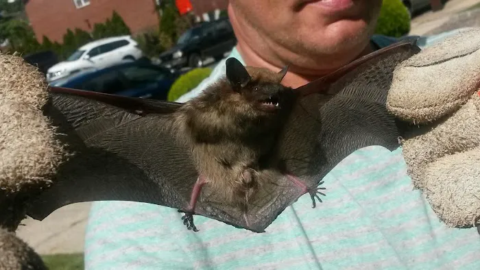 Superb Pest Control Picture 5