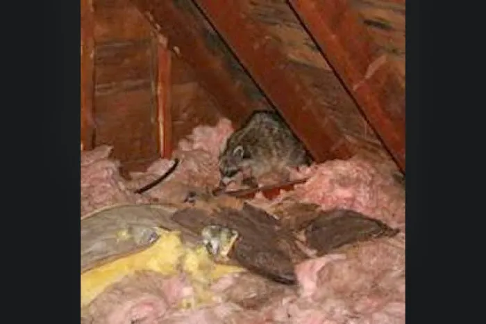 Superb Pest Control Picture 9