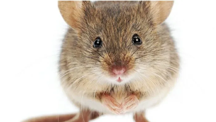 Superb Pest Control Picture 10