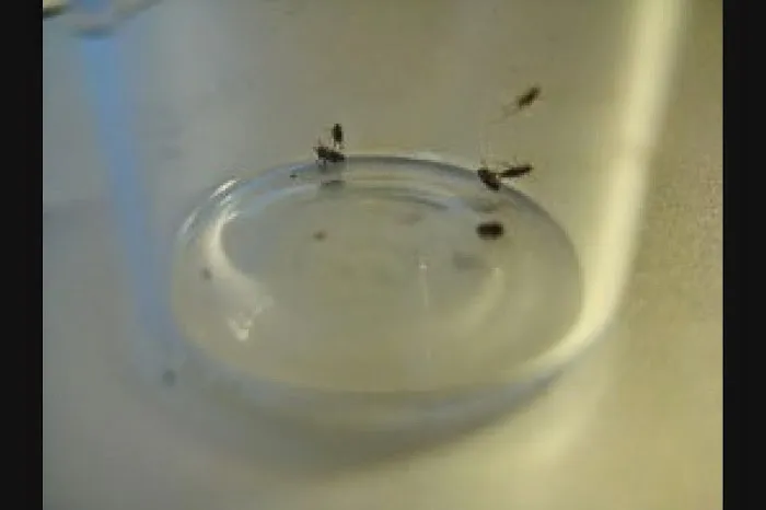 Superb Pest Control Picture 3