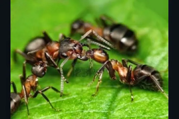 Superb Pest Control Picture 7