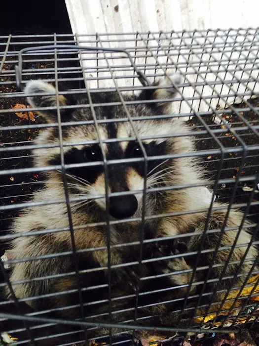 Superb Pest Control Picture 4