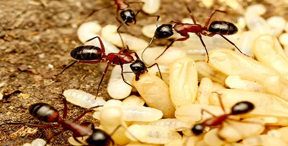 Bowco Labs Pest Control Cranford Picture 9