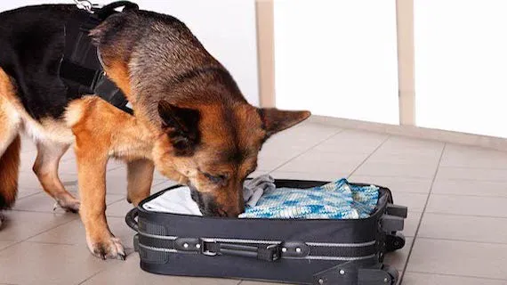 Bowco Labs Pest Control Cranford Picture 8