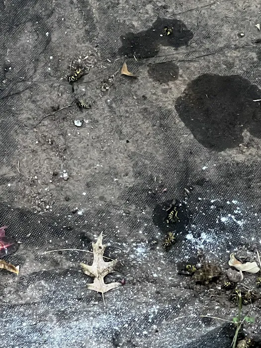 Uma Pest Control Picture 3