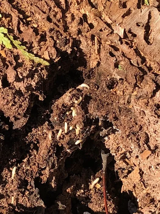 Universal Pest Control Picture 10