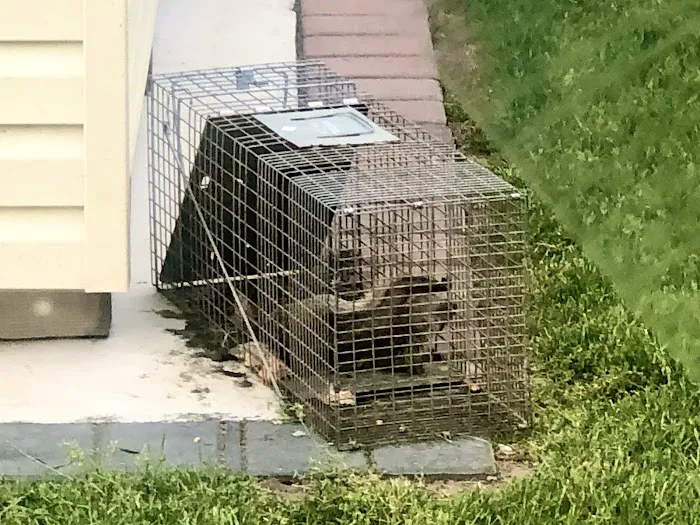 Universal Pest Control Picture 8