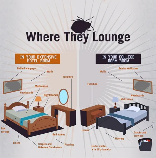 Buggin' Out Pest Control Picture 6