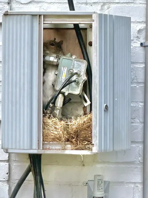 Arnold's Pest Control Picture 8