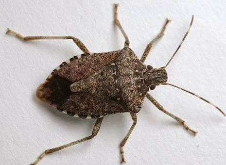 Bowco Laboratories Inc. Picture 1